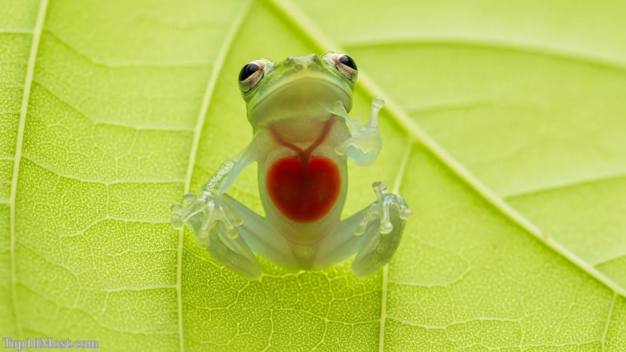 Top 10 Most Beautiful Animals on Earth