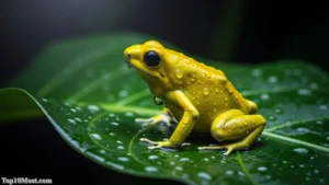 Top 10 Most Poisonous Creatures on Earth