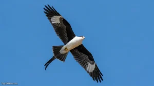 Top 10 Most Graceful Birds in the Sky